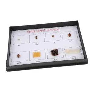 Bee Specimen Kit School Science Teaching Model Accurate Bee Stages