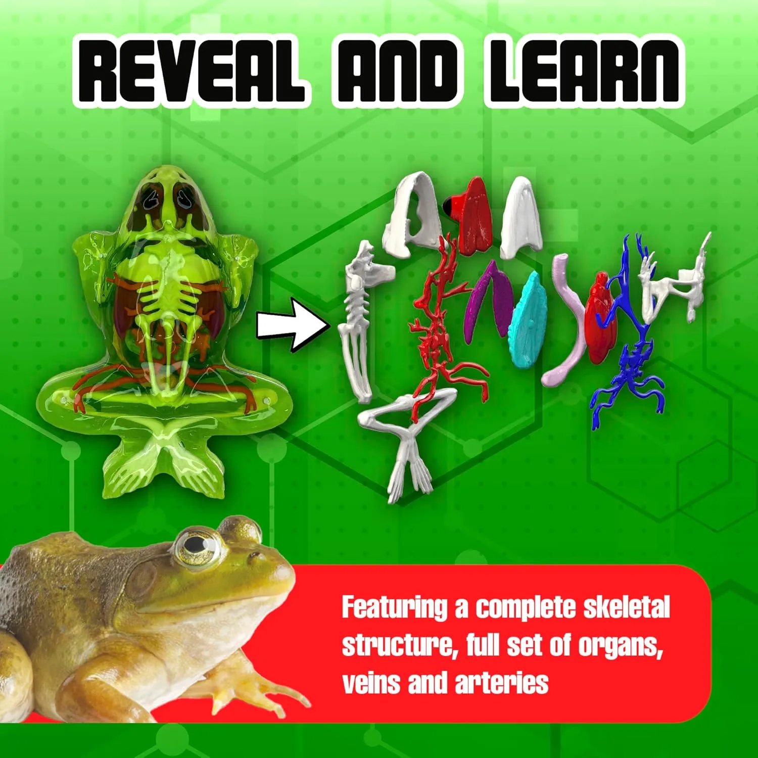 Dissect-It Kit for Kids 6 Plus, Simulated Synthetic Lab Dissection Toy | Frog Super Lab | Authenticated STEM Toys | Kids Learn Animal Science, Biology, and Anatomy