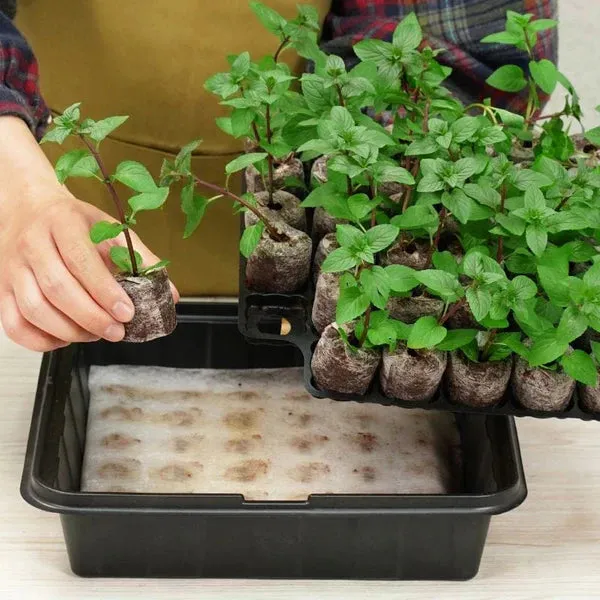 Fothergils 35 Plantable Pellets Self-Watering Mini Greenhouse