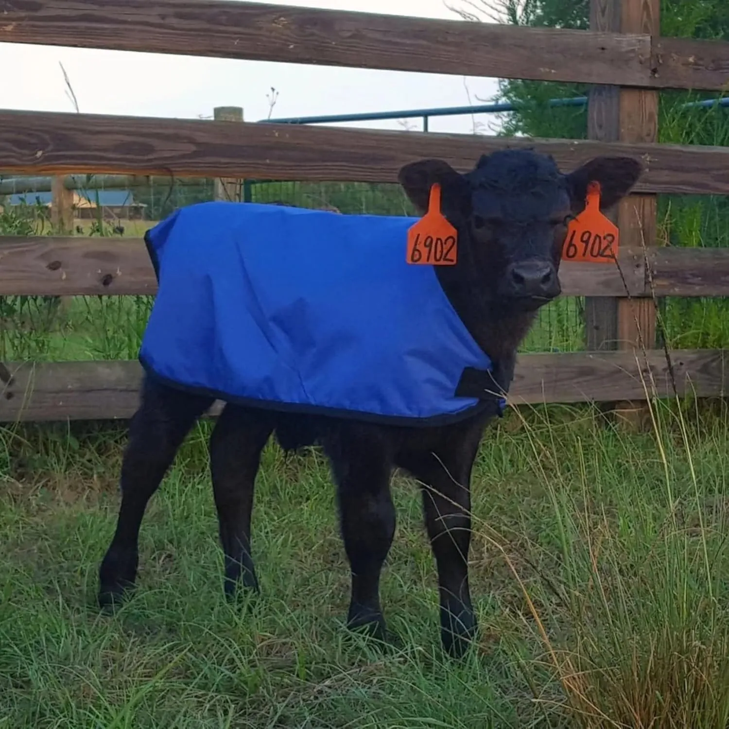 Jeffers Livestock Insulated Calf Blanket, Royal Blue, 1 Pack - 600 Denier, Winter Warm Clothes for Calf, Water Proof, Windproof Warming Blanket, Jacket, Coat - Thickened Belly Protection