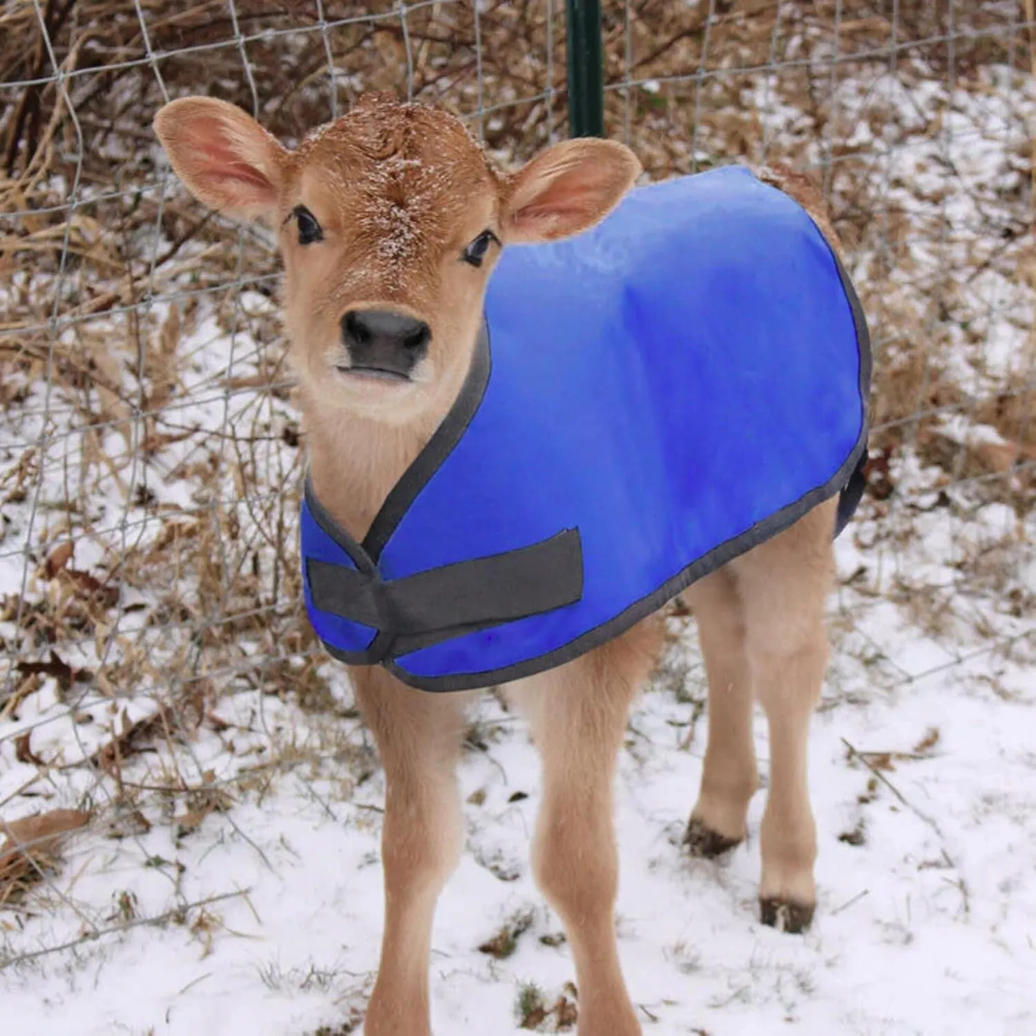 Jeffers Livestock Insulated Calf Blanket, Royal Blue, 1 Pack - 600 Denier, Winter Warm Clothes for Calf, Water Proof, Windproof Warming Blanket, Jacket, Coat - Thickened Belly Protection