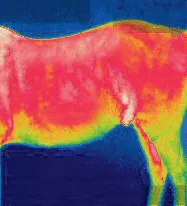 Mr Feel Warm Blanket with Neck