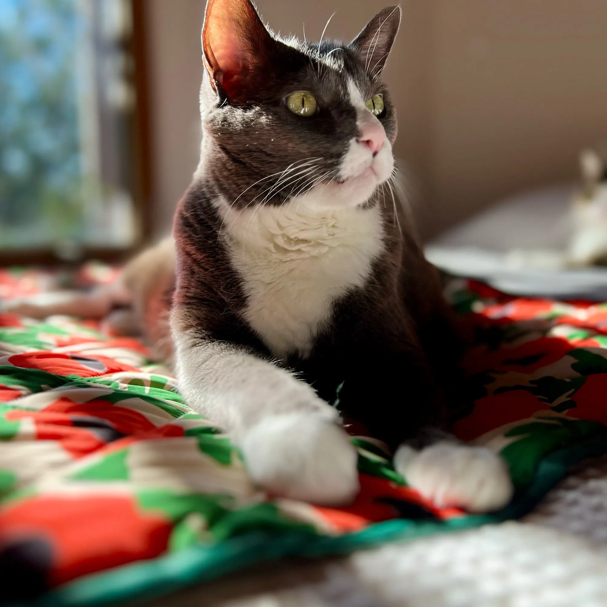 The Steve Blanket