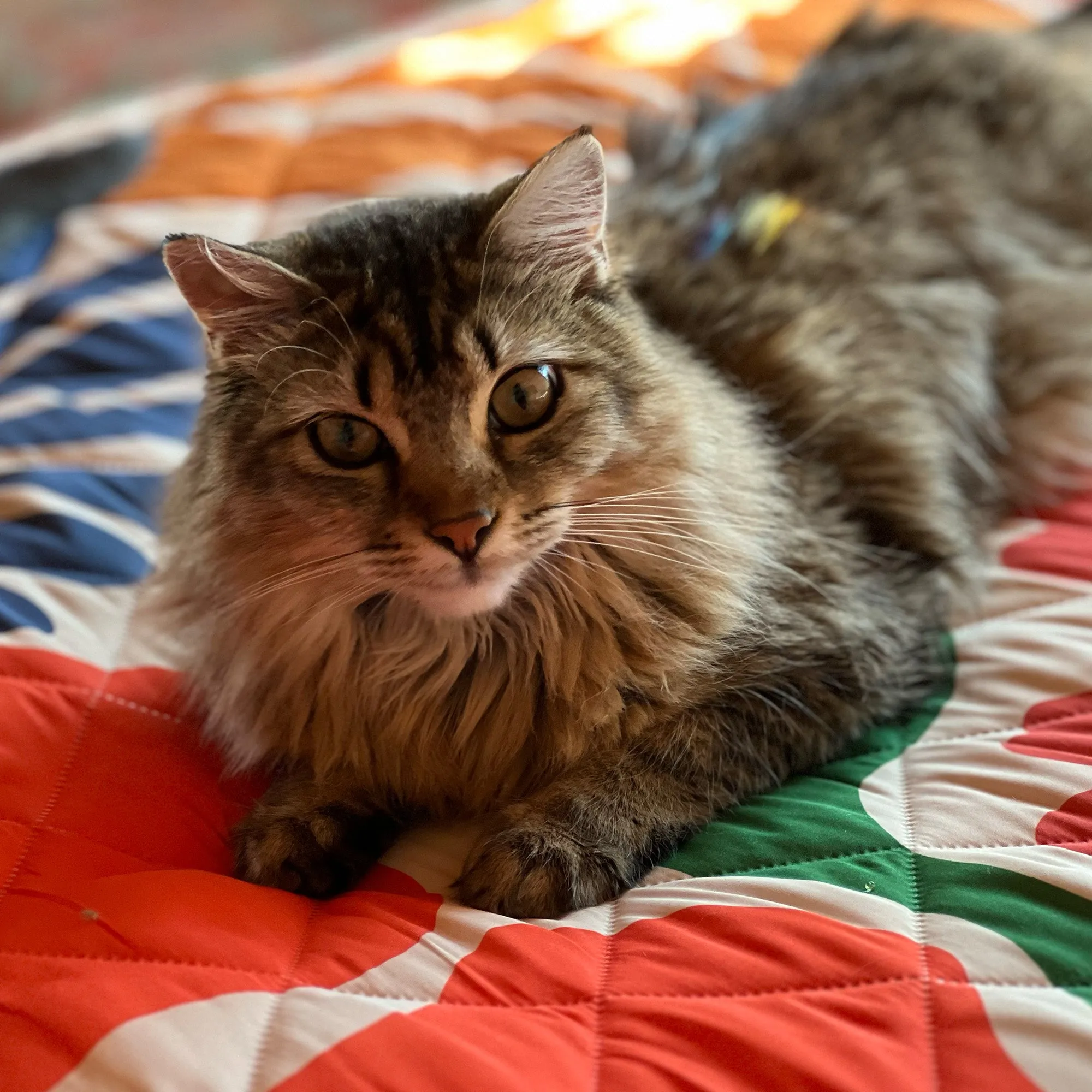 The Tulee Blanket